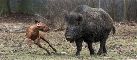 Perros de caza cachorros para jabali